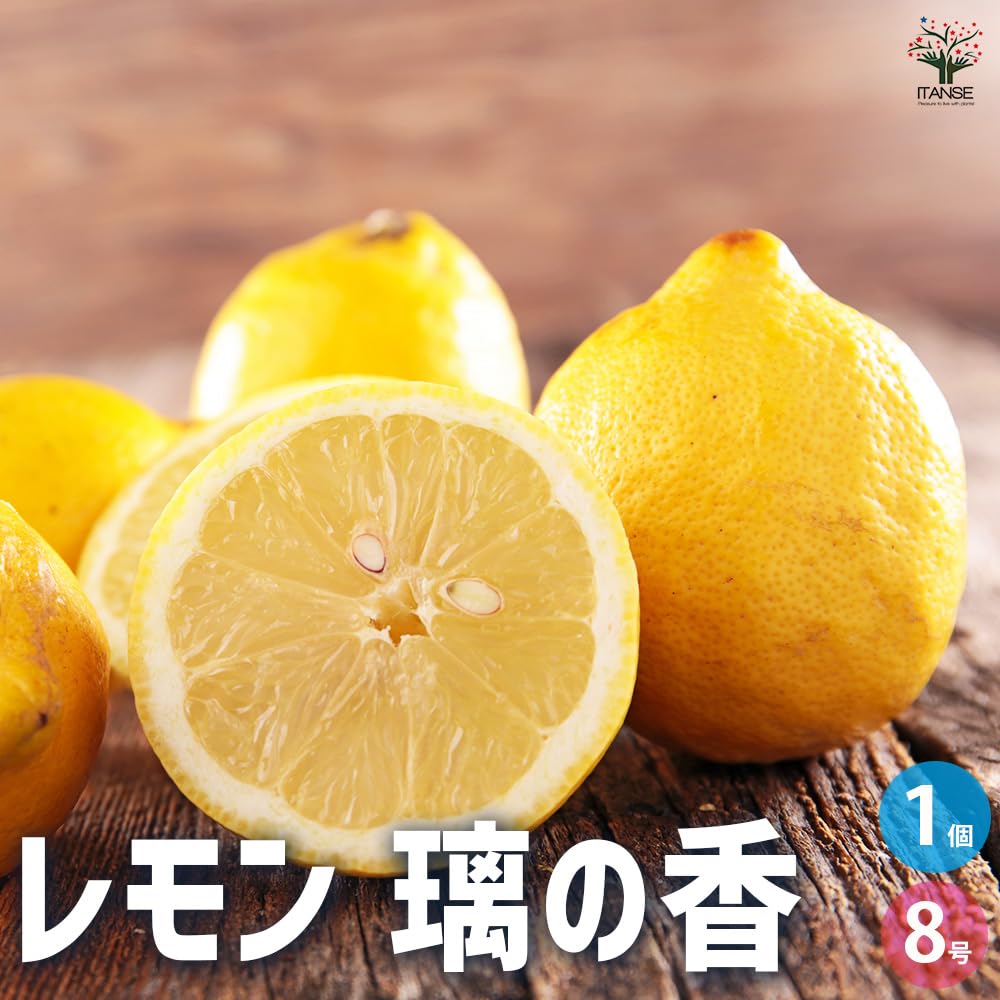 Amazon.co.jp: ITANSE レモン 璃の香(りのか) 8号 1個売り【品種